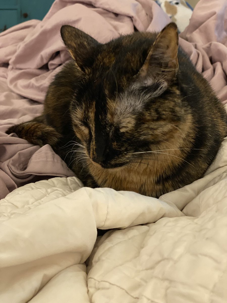 RickyKitty2's tweet photo. My Lil Sis all comfy on a cold night #CatsOfTwitter https://t.co/8WcyoaHGsF