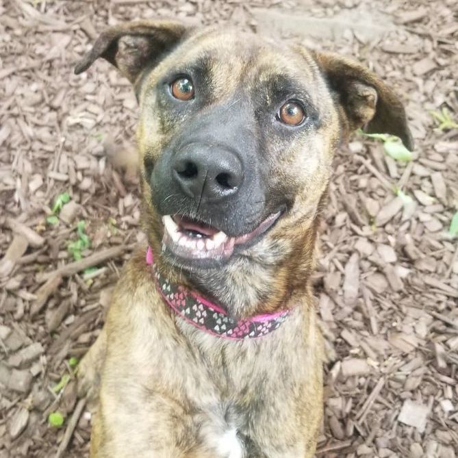 FindABuddyNYC's tweet photo. Wednesday is in need of a loving home! https://t.co/qQAtCJzCzF https://t.co/7SM0cCBJjU