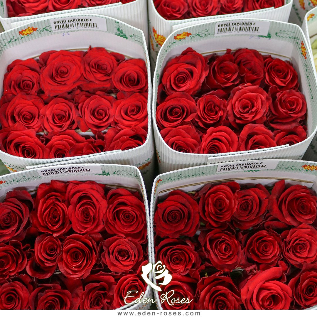 Royal Explorer Red Rose Variety