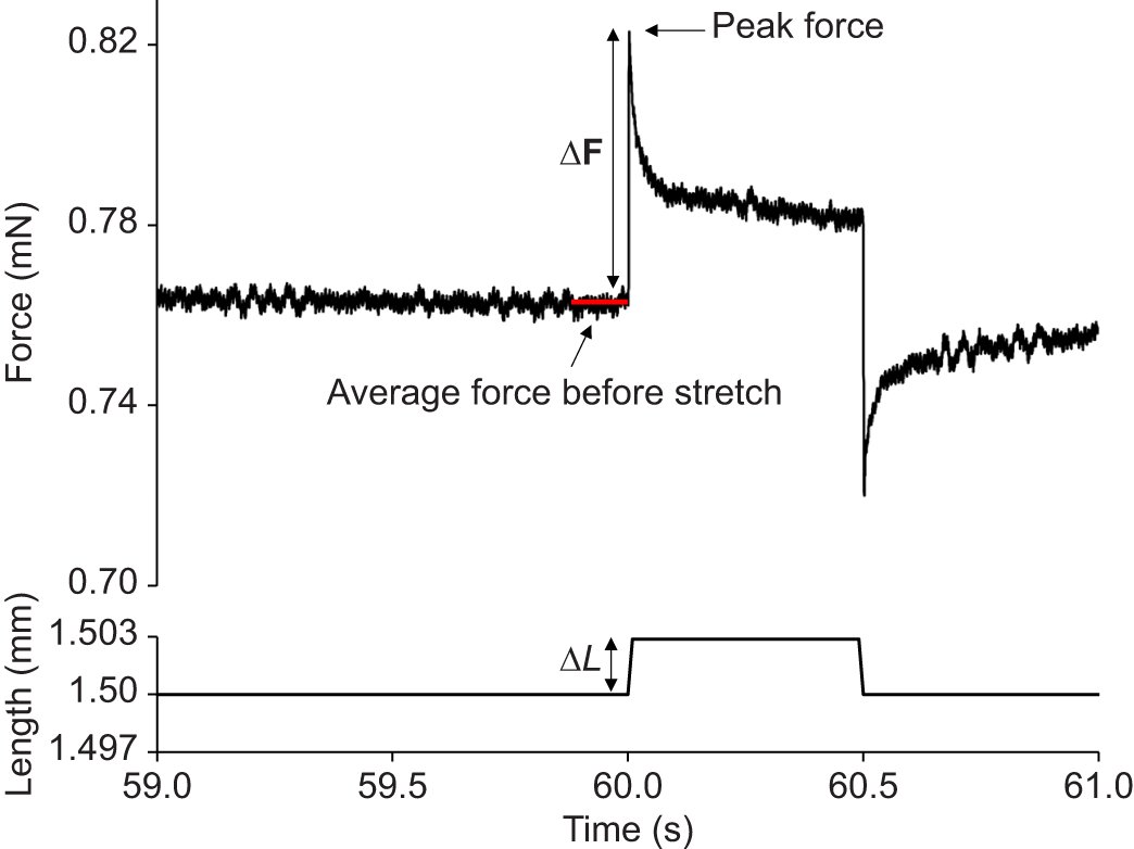 Journal of Experimental Biology (@j_exp_biol) on Twitter photo Spencer Ames et al. <a href="/uofcknes/">UCalgary Kinesiology</a> investigate the effect of active shortening and stretching on the rate of force re-development in rabbit psoas muscle fibres
journals.biologists.com/jeb/article/22… Spencer Ames et al. <a href="/uofcknes/">UCalgary Kinesiology</a> investigate the effect of active shortening and stretching on the rate of force re-development in rabbit psoas muscle fibres
journals.biologists.com/jeb/article/22…