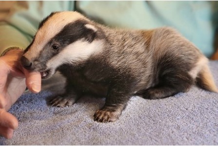 ShimmerStories's tweet photo. It's Friday. Have a badger! https://t.co/bluIDYCjNW