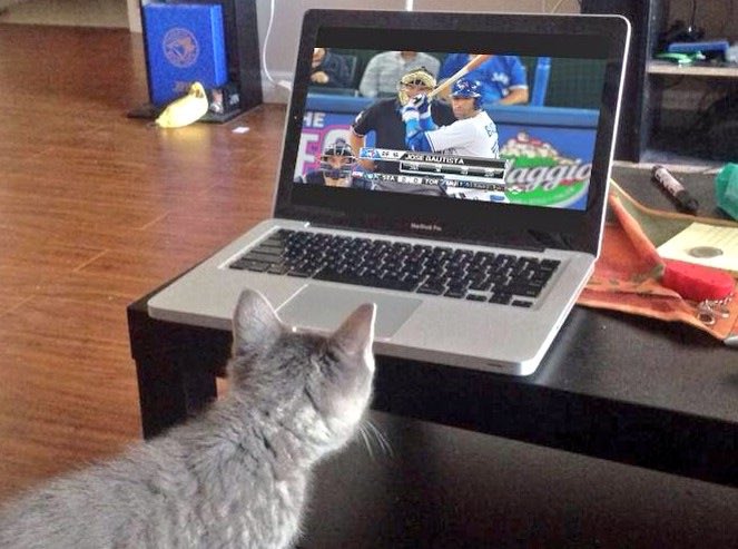 Hey furrrrrr-riends: Just wanted to let you know that @JoseMeowtista went to kitty heaven today. 😿 Here’s hoping he finds a new comfy spot to cheer on our @BlueJays.