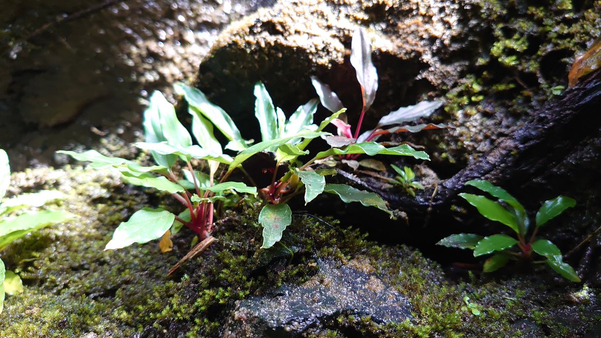 Homalomena aff. vittifolia 