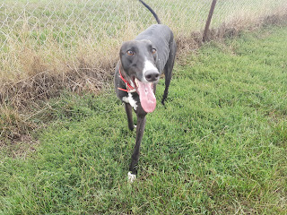 Rhino, male Greyhound, he's a 
handsome boy who happily 
shares with other Greyhounds 
and will be tested with other 
breeds soon,  more info/adopt 
him from <a href="/Whitthounds/">Whittingham Kennels - Retired Greyhounds Charity</a> UK
email
wkretiredgreyhounds@gmail.com