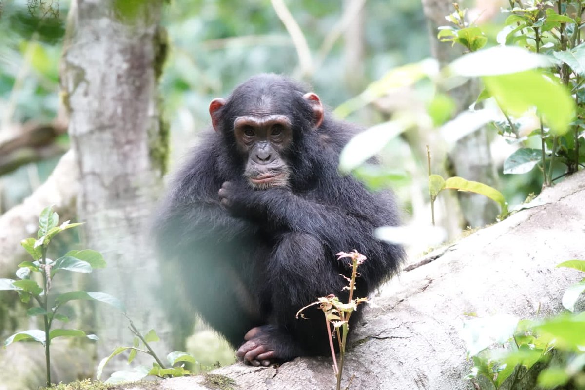 GorillaToursLtd's tweet photo. Chimps tend to move around more, and you can feel like a child on an adventure following them through the forest, and it costs a fraction to visit our larger cousins.
#gorillatracking #Safaris #apes #primates #seeuganda #travel #visituganda #SafarisUganda #Uganda #Gorillasafaris https://t.co/zSjsrugopX