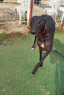 Buff is a happy male 
Greyhound who does need 
some reassurance, happy to 
share with a friendly female 
Greyhound, will be tested with 
smaller animals soon, more 
info/adopt him from 
<a href="/Whitthounds/">Whittingham Kennels - Retired Greyhounds Charity</a> UK email
wkretiredgreyhounds@gmail.com