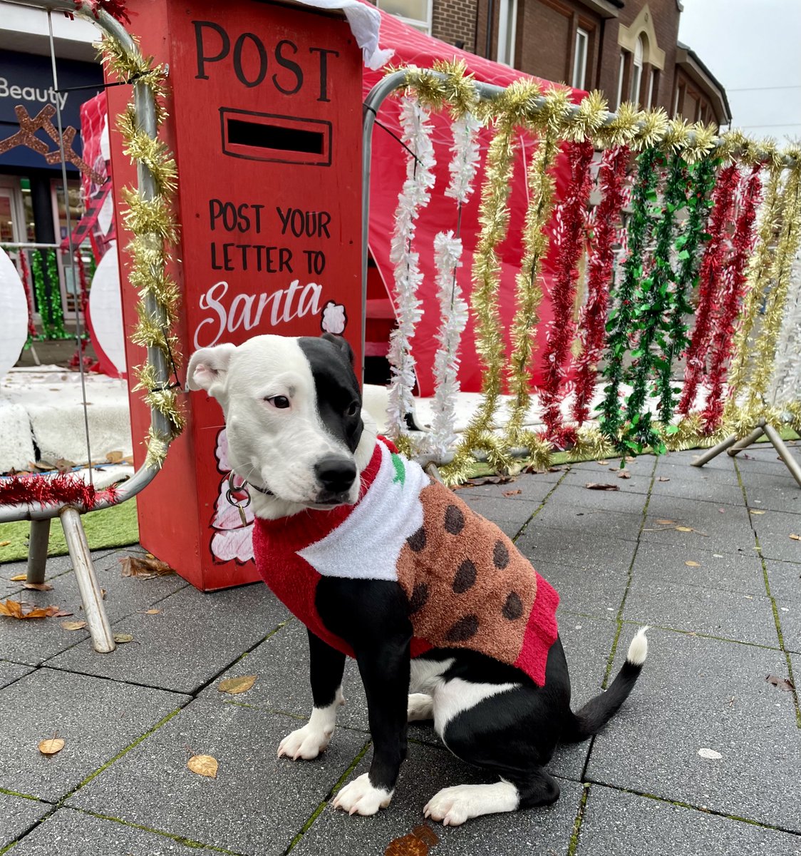 theanimaltalent's tweet photo. Are you feeling festive this XMAS?🎄🐾
Well little miss Betty definitely is.... (PS red is definitely her colour because wow!)❤️❤️
#xmas #xmasdog #christmasdog #christmastime #dogmodel #dogs #dogmodelling #christmasoutfit #christmasspirit https://t.co/eRUDcOZRns