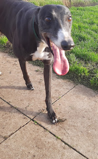 Buddy is a happy boy who 
loves a cuddle and is good 
with other hounds, to be 
tested with other breeds, clean 
in his kennel, just wants 
affection,  more info/adopt 
him from <a href="/Whitthounds/">Whittingham Kennels - Retired Greyhounds Charity</a> UK
email
wkretiredgreyhounds@gmail.com