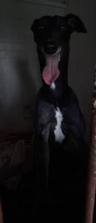 Mary is a lovely girl. happy to 
share with other Greyhounds 
and loves a cuddle, a gentle 
affectionate girl, she will be 
tested soon with other breeds, 
more info/adopt him from 
<a href="/Whitthounds/">Whittingham Kennels - Retired Greyhounds Charity</a> UK
email
wkretiredgreyhounds@gmail.com