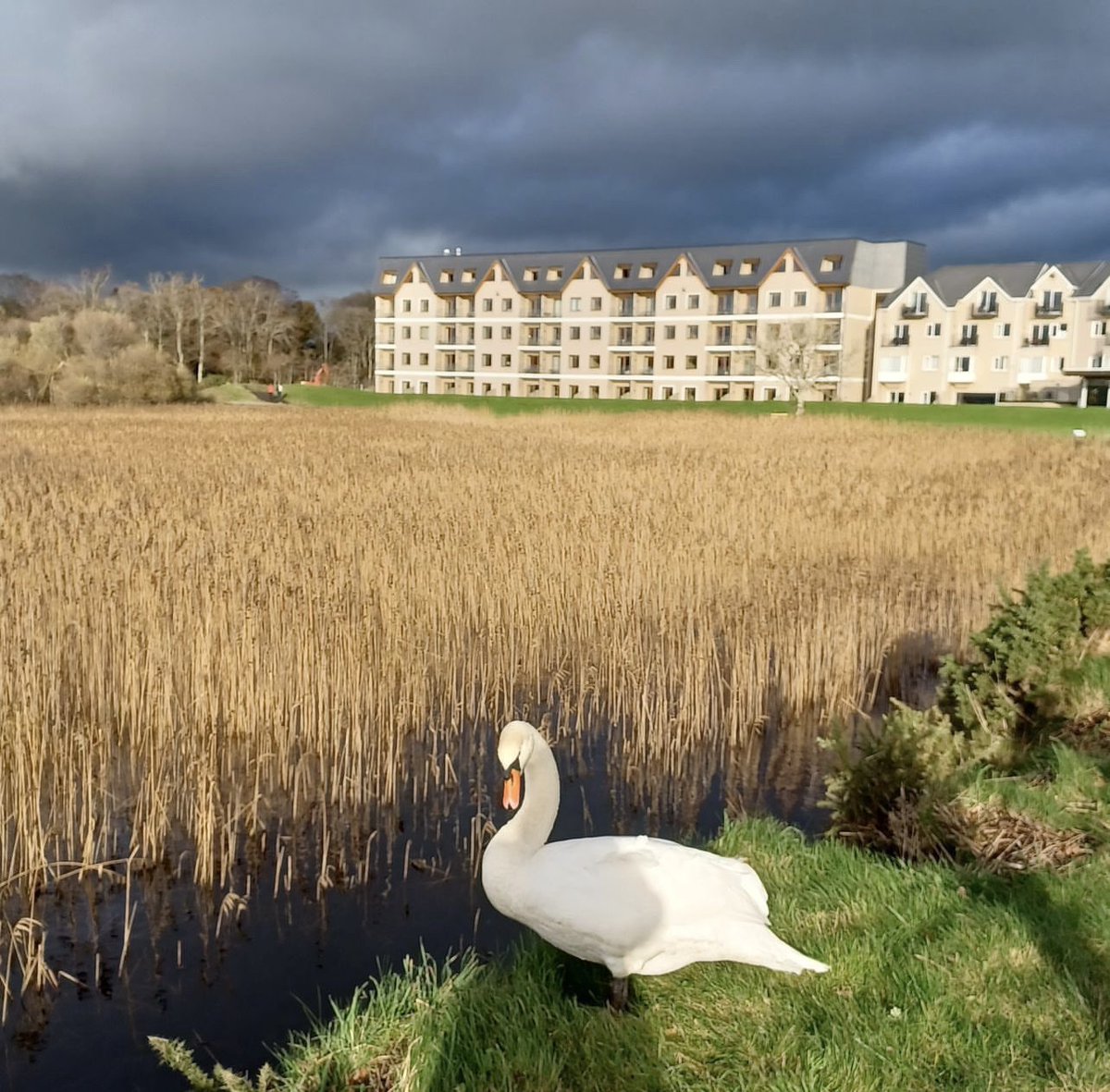 We love this image which was sent to us by a recent guest 💖 Thanks so much to Ronnie for sharing. #lakehotelkillarney #guestphotography #lakeshore #lakeviews #winterescape #escapetothelake #lovekillarney #surroundedbynature