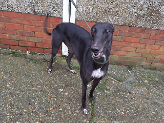 Molly is an affectionate girl who loves everyone, she happy and confident, will to assessed with other breeds soon, more 
info/adopt him from <a href="/Whitthounds/">Whittingham Kennels - Retired Greyhounds Charity</a> UK
email
wkretiredgreyhounds@gmail.com