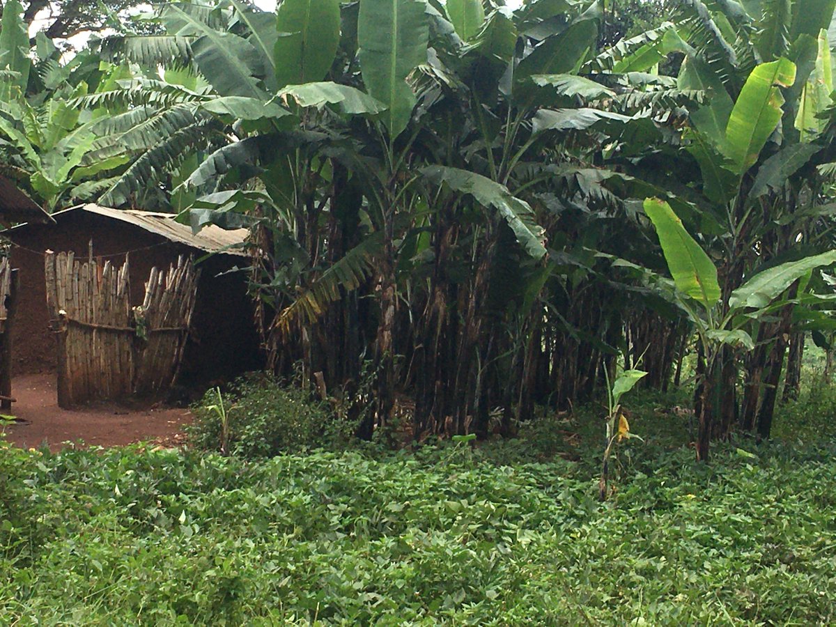 SabuleP's tweet image. my friends toilet. i pray to help him one day and he goes in a confortable place