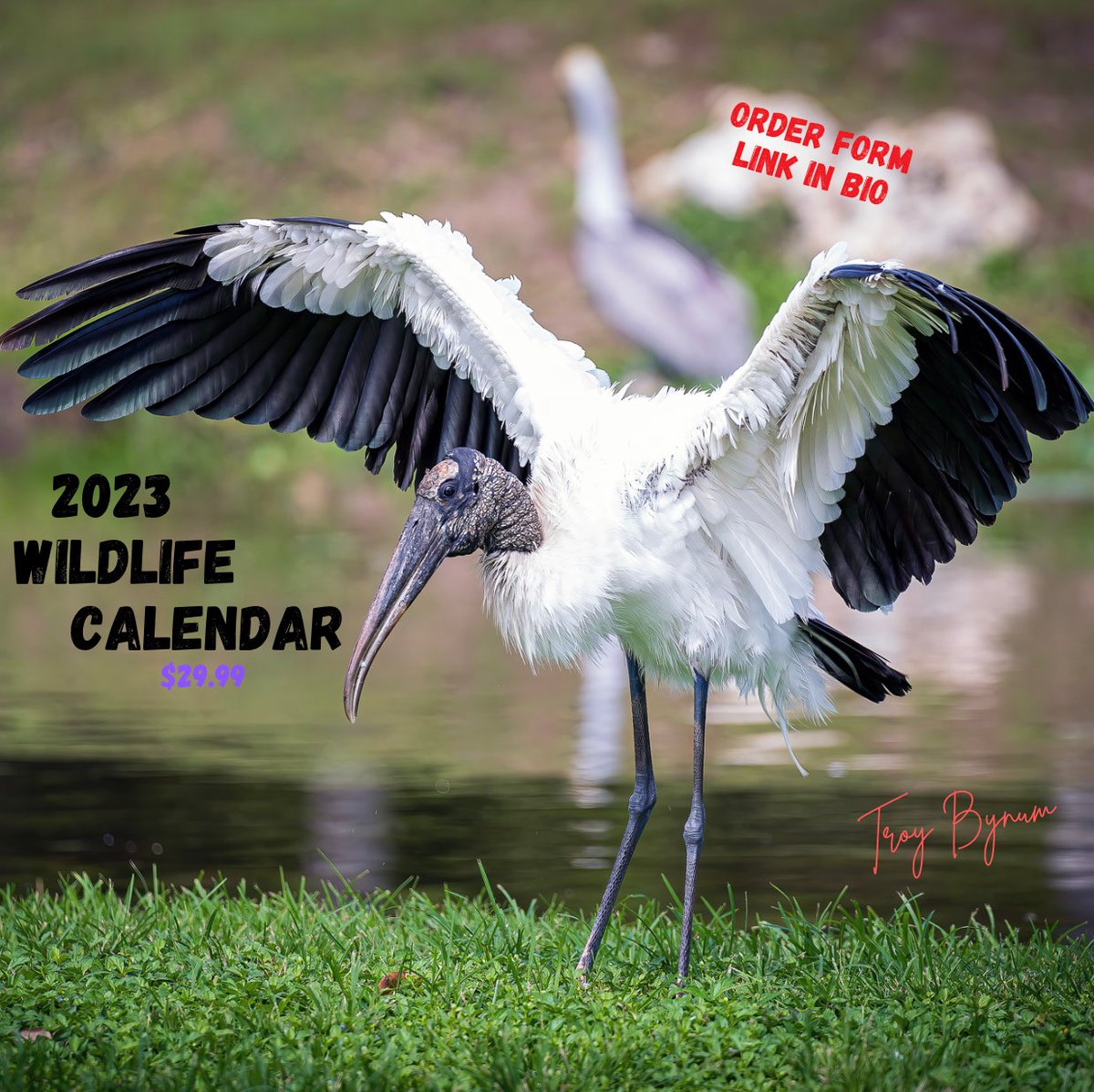 TB Wildlife Photography tweet media