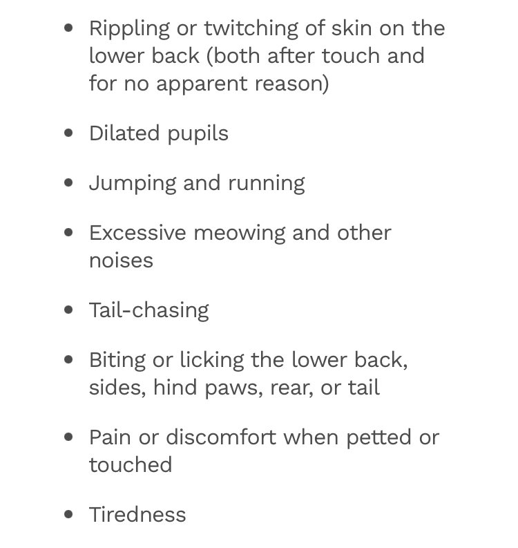 mrosehines's tweet photo. Cat friends: What is the consensus on FHS or “twitchy cat disorder”? It has the symptoms below. This has gotta be made up to get people to stop complaining about their cats, no? Is this not just normal cat behavior? https://t.co/gIaOhY41GC