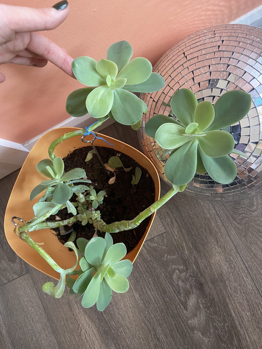 coraliedaidai's tweet photo. anyone know what succulent this is and what to do with it? #planthelp #succulents https://t.co/LMsYh6iSNh