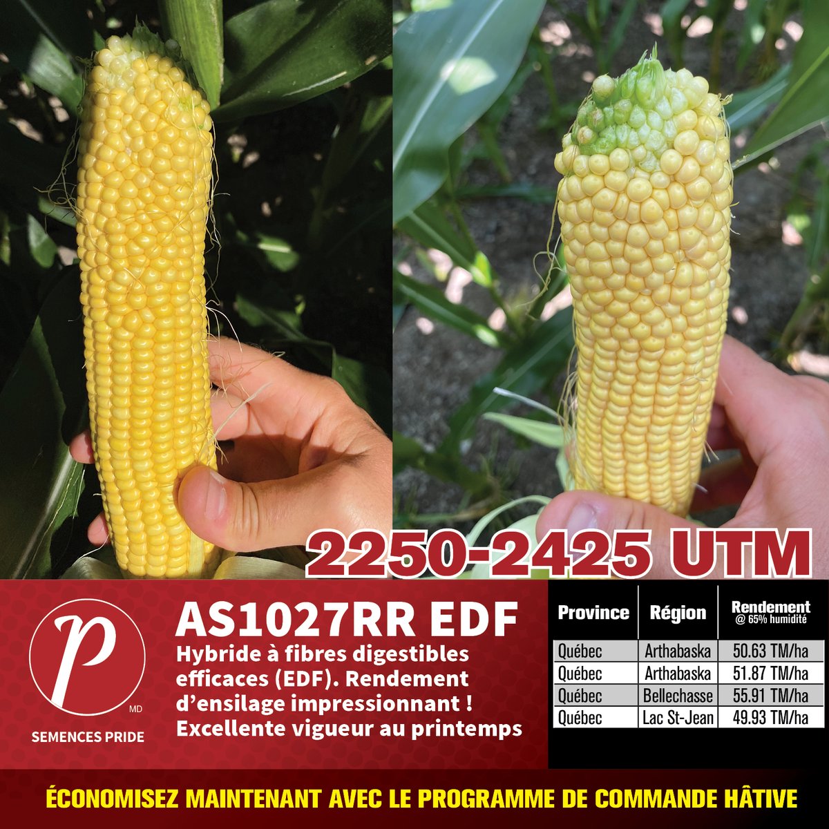 SEMENCESPRIDE's tweet photo. AS1027RR EDF - Les agriculteurs l’adorent !
🔴 Digestibilité de la fibre (EDF) sensationnelle 
🔴 Plante de grande stature pour un solide tonnage à l’hectare
🔴 Épi bien particulier avec une forte teneur énergétique
Trouvez votre agent PRIDE : https://t.co/m3XMh5xVX0 https://t.co/TqsbZCtQJ6