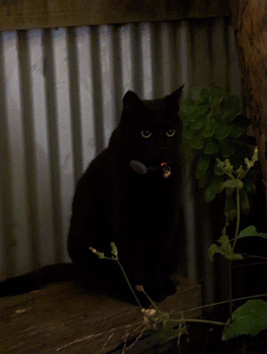 failcat's tweet photo. henlo https://t.co/1MlU9BRCqM