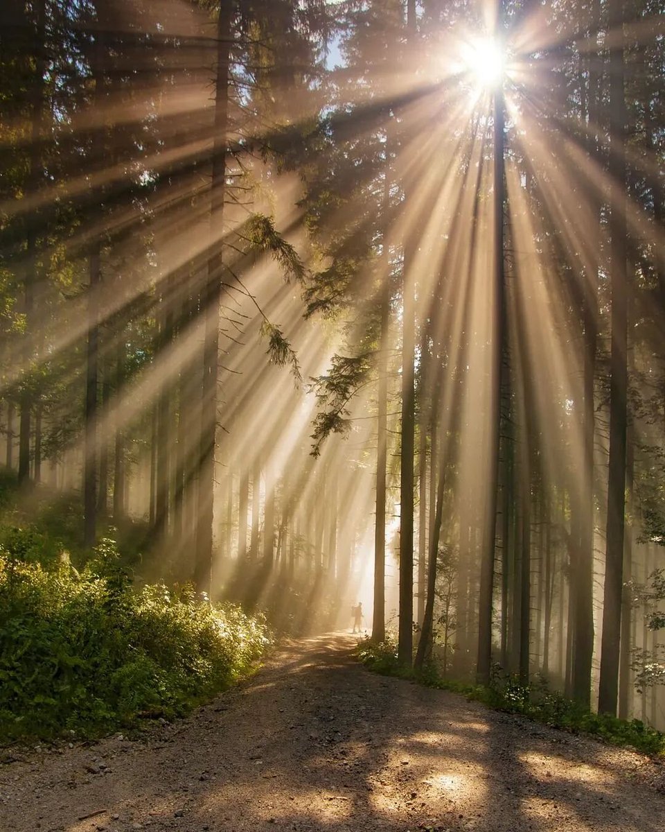 n_suravi's tweet photo. #USA #FINLANDS #Switzerland 
#treephotography #tree #nature #trees #naturephotography #photography https://t.co/cLzMGJXHiD
