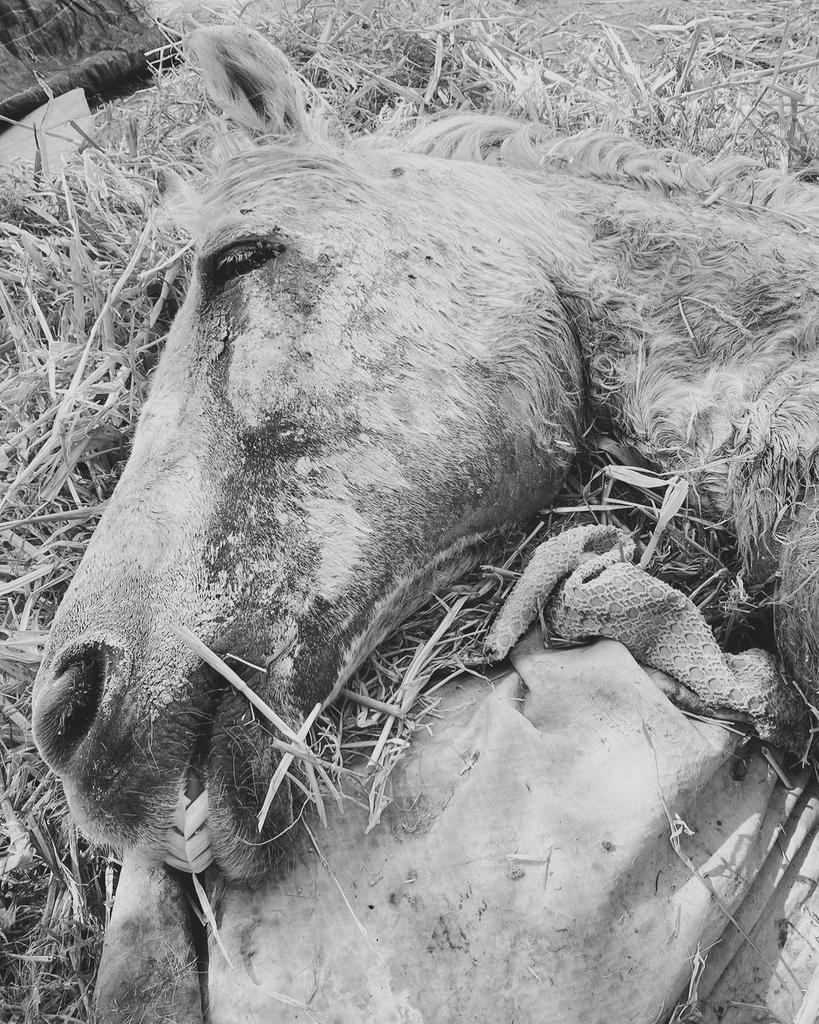 There was nothing that could be done for her to make her better,the we could do was to offer her relief from pain of her injuries and of this world.
But one day, things will be different.....we just wish this girl could have seen that day and been spared the suffering sooner.