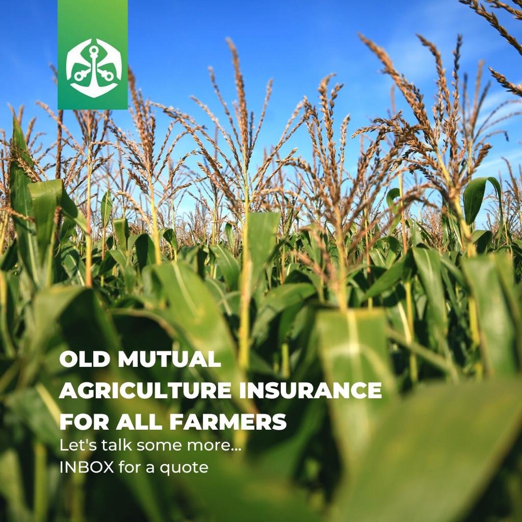 DonaldTchidoori's tweet photo. 1/... @OldMutualZW 

🐂Livestock Insurance: Cover includes mortality/loss due to accidental collisions, accidental shootings, disease or epidemics

🌿Crop Insurance: Cover for crop whilst on the field, in storage &amp; in transit, loss of yield due to fire, drought, malicious damage https://t.co/xkQkG3qRIp