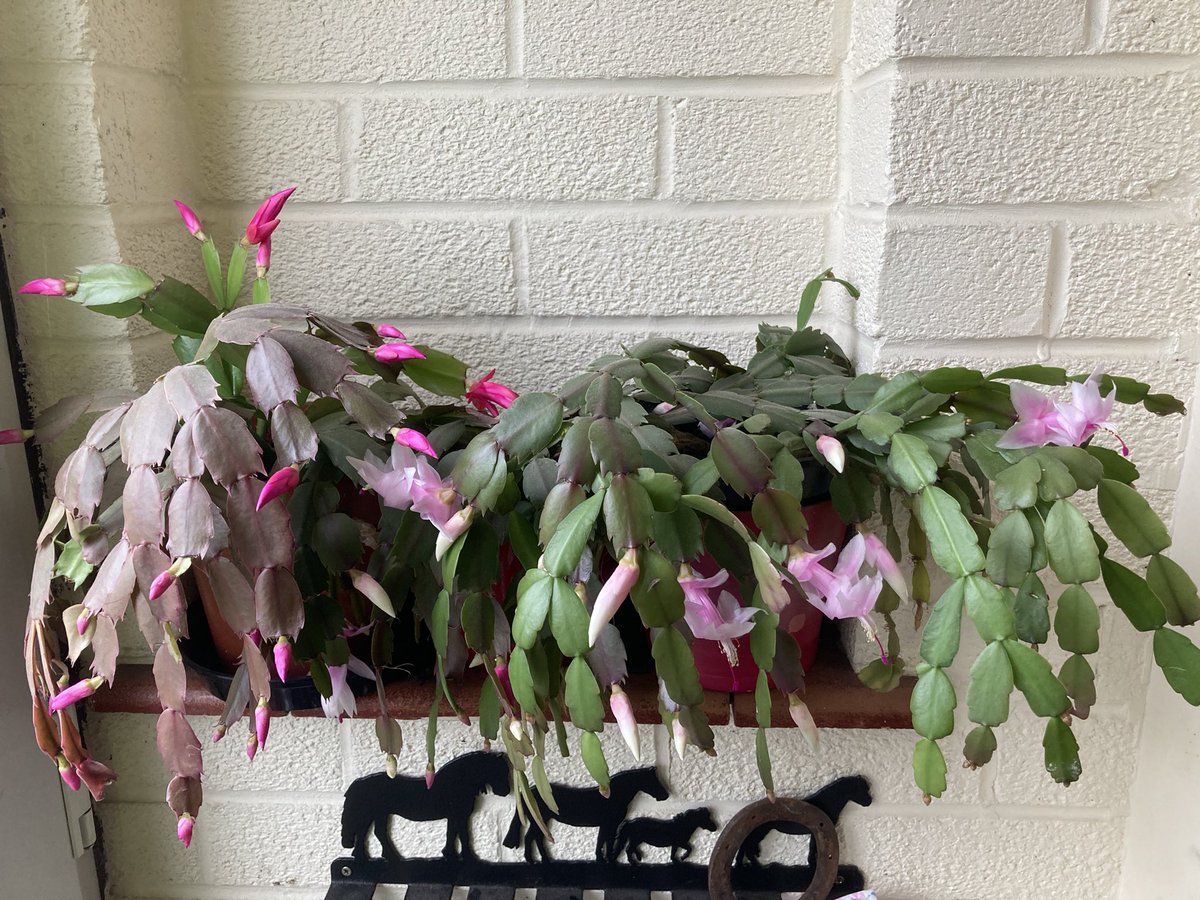 Christmas is coming! #cactuscorner