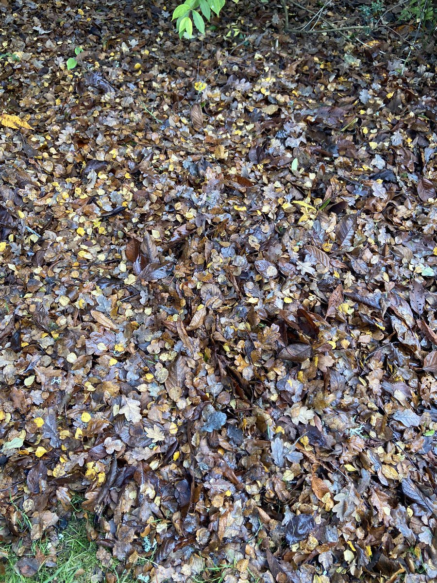 muzicgeezer's tweet photo. Another day #leafwatch https://t.co/t6IPEgjXi5