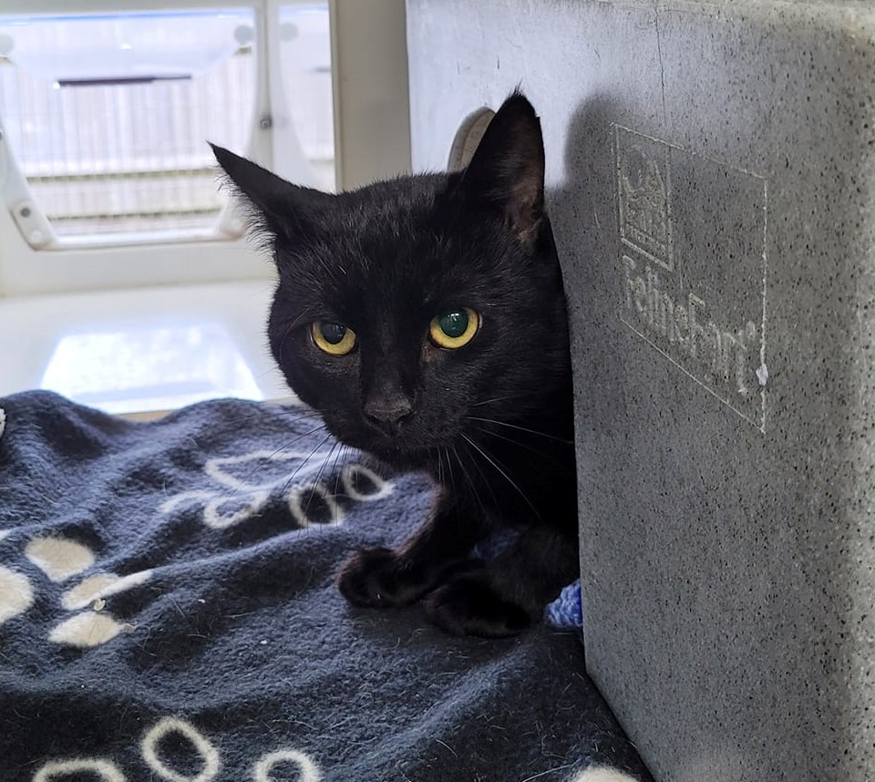BathCDH's tweet photo. Young Maple has not had much human contact. He came in with three other cats who have all now found their homes and are accepting a fuss and enjoying home life.  Behind that worried exterior, is a sweet young lad with heaps of potential.
https://t.co/ty6wP4bCgJ https://t.co/jZsADYR7pW