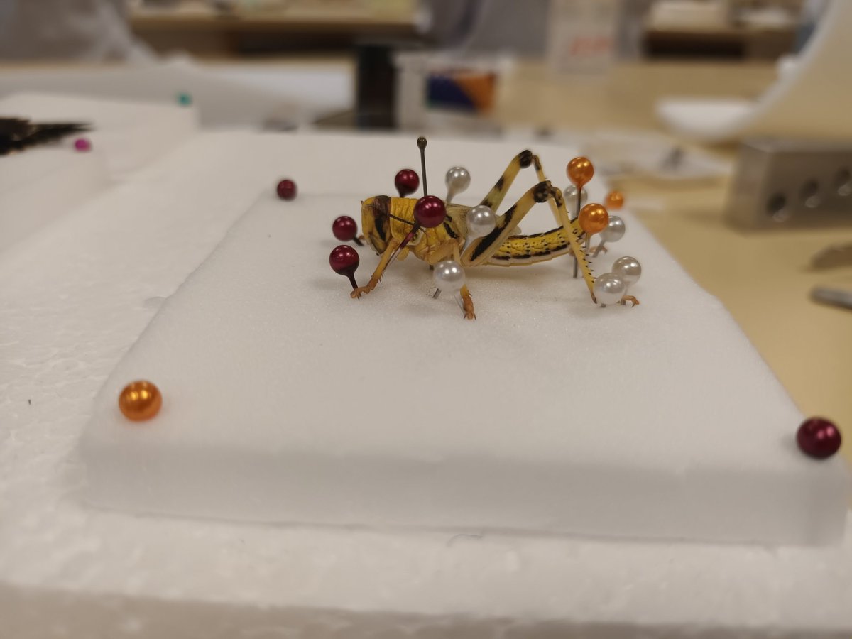 superior_flick's tweet photo. First time pinning specimens, I was very happy either the grasshopper nymph ! However my lepidoptera could do with some more work lol https://t.co/k0xizAqwFn
