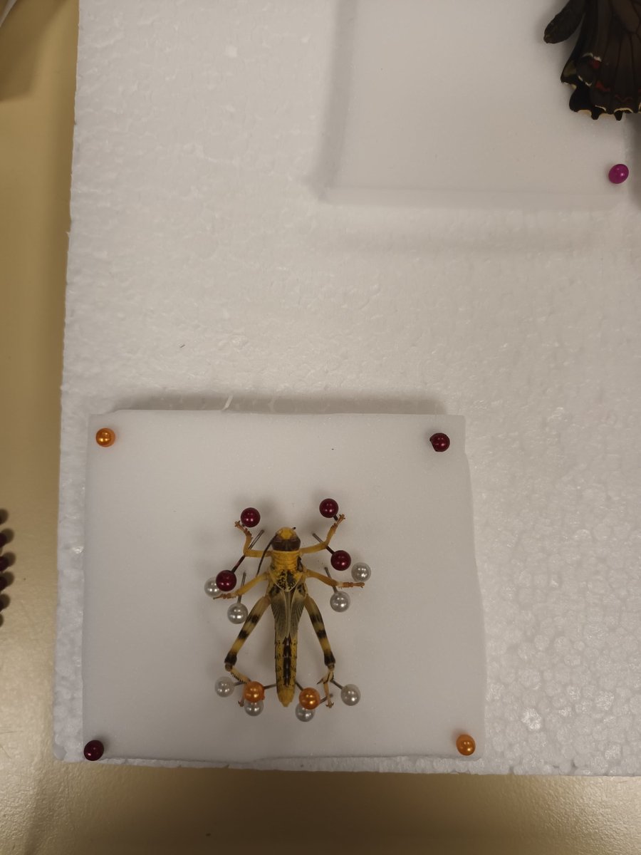 superior_flick's tweet photo. First time pinning specimens, I was very happy either the grasshopper nymph ! However my lepidoptera could do with some more work lol https://t.co/k0xizAqwFn