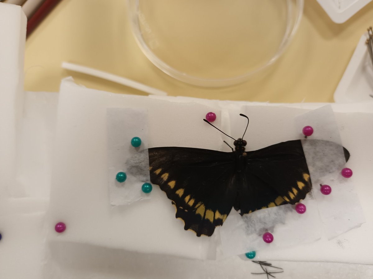 superior_flick's tweet photo. First time pinning specimens, I was very happy either the grasshopper nymph ! However my lepidoptera could do with some more work lol https://t.co/k0xizAqwFn