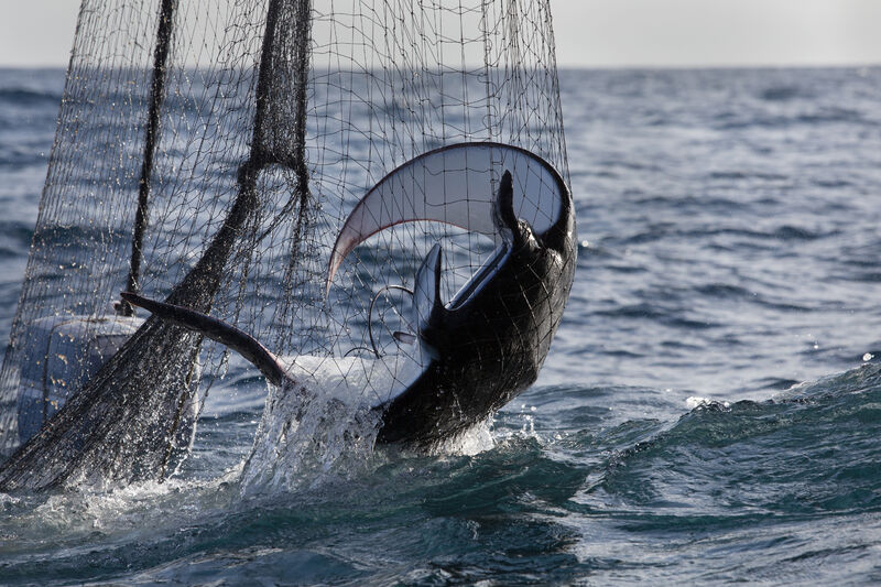 Kim Jefferies from <a href="/gard_insurance/">Gard</a>, one of the insurance providers testing the tool in the pilot program, spoke with ORRAA’s <a href="/l_getsch/">Lindsay Getschel</a> about the Vessel Viewer tool and how it will increase transparency around fishing vessel activities

lnkd.in/gjp4-Ufz

Image: <a href="/tm_tracking/">TMT</a>