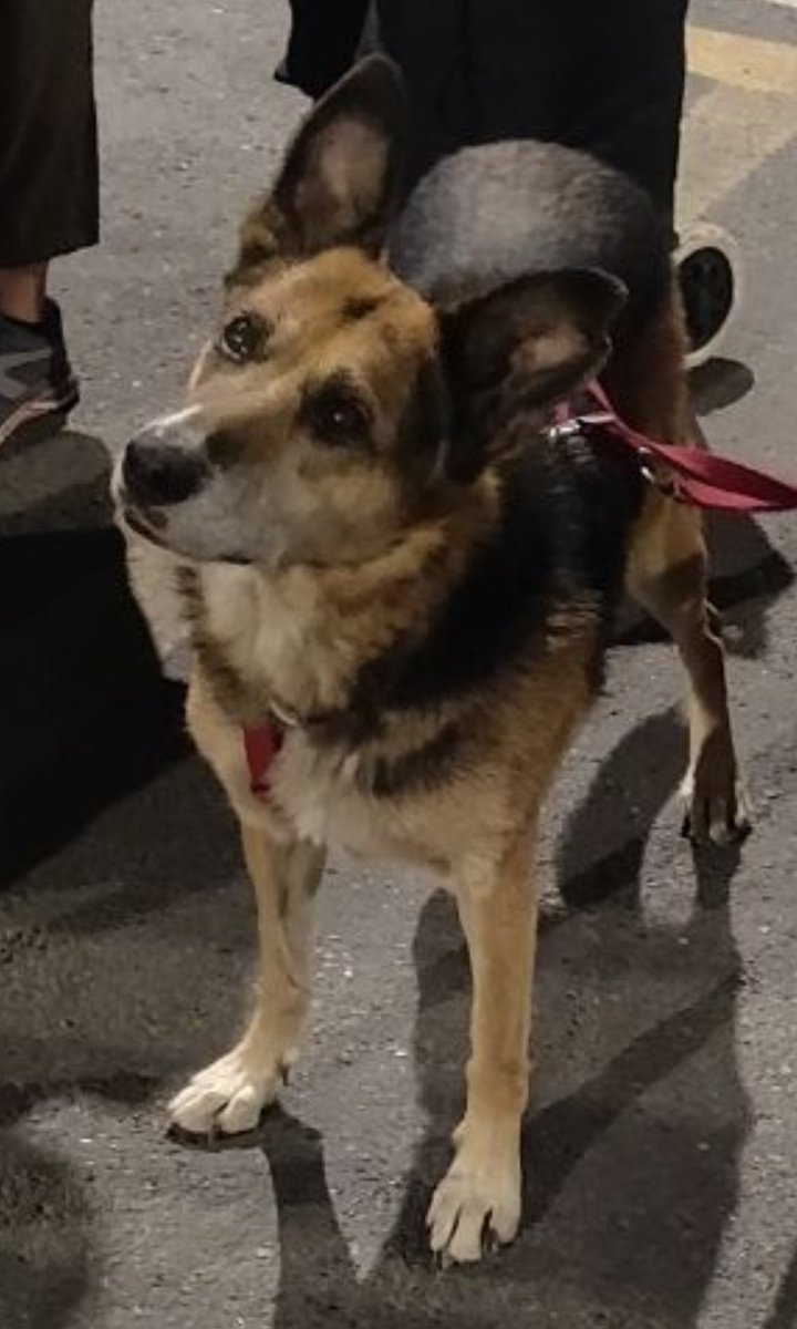akakarolina's tweet photo. @SavetheDogsSTD Tina è molto ma molto attenta😁 Le espressioni dei cani sono impagabili #amiciDiStrada #Canendario #Day2 #SaveTheDogsAndOtherAnimals https://t.co/3JXbTOR9Z5