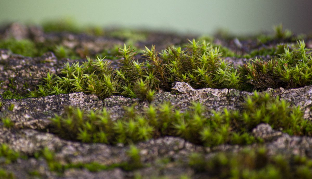 I think I might be falling in love with close up #photography I need a macro lens as soon as possible. #macrophotography #photographer #photooftheday