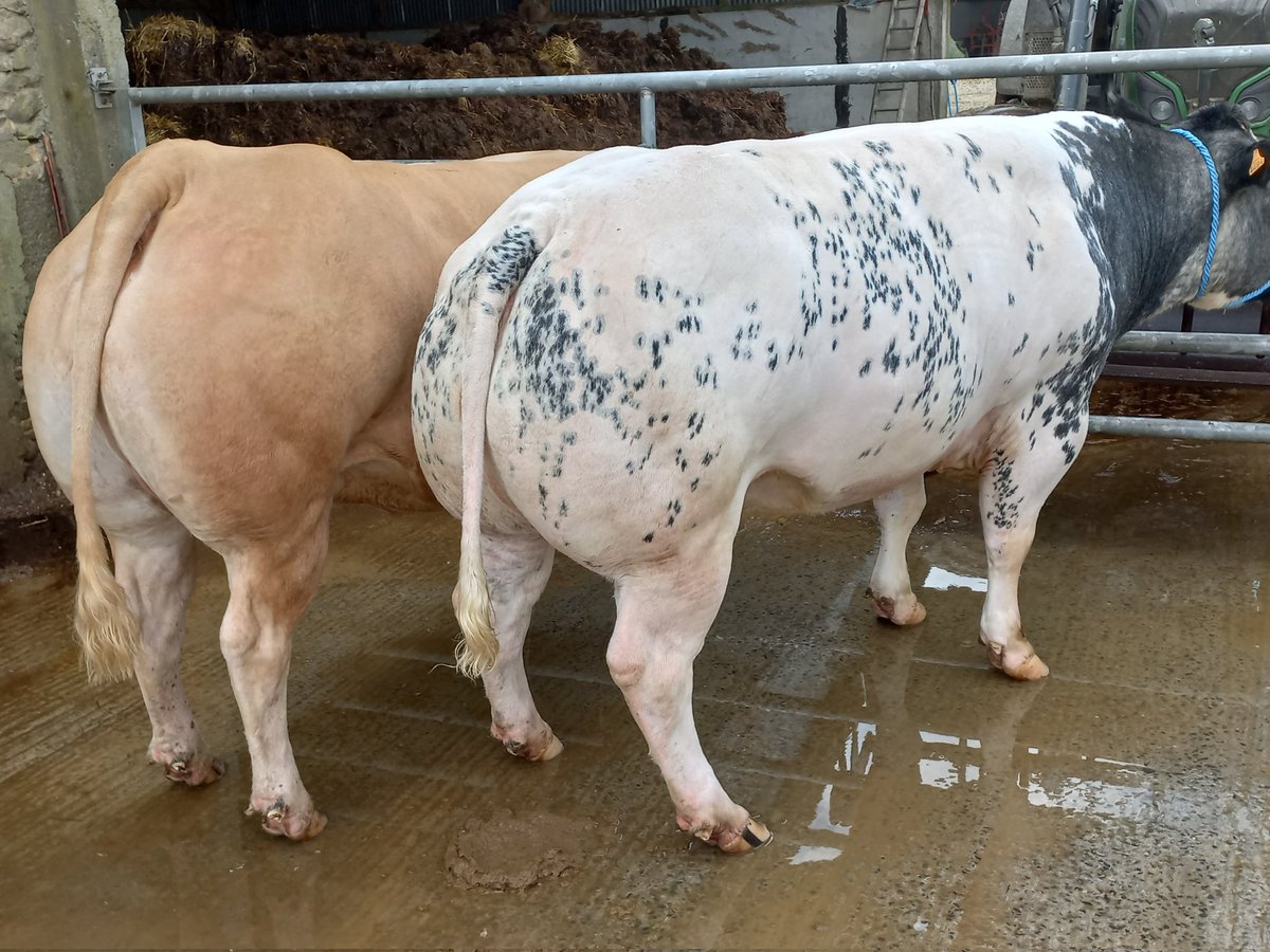 Prêt pour le #concoursdenoël #Evron reste le plus dur à faire vendre et vendre au bon prix  #ceuxquiaimentlaviande  <a href="/Vincenono/">Vincent NOËL</a> #festivadelaviande