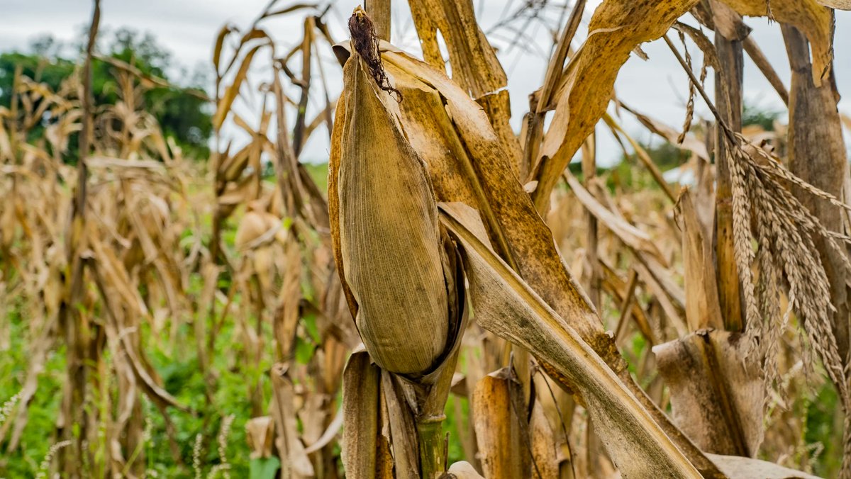 The impacts of climate change on #Agriculture in #Mozambique increase the risks of #FoodInsecurity.

#TEAMS has improved #FoodSecurity &amp; resilience to #ClimateChange shocks for #SmallHolderFarmer households in the provinces of Manica &amp; Sofala

Read here:👉 ifdc.org/projects/trans…