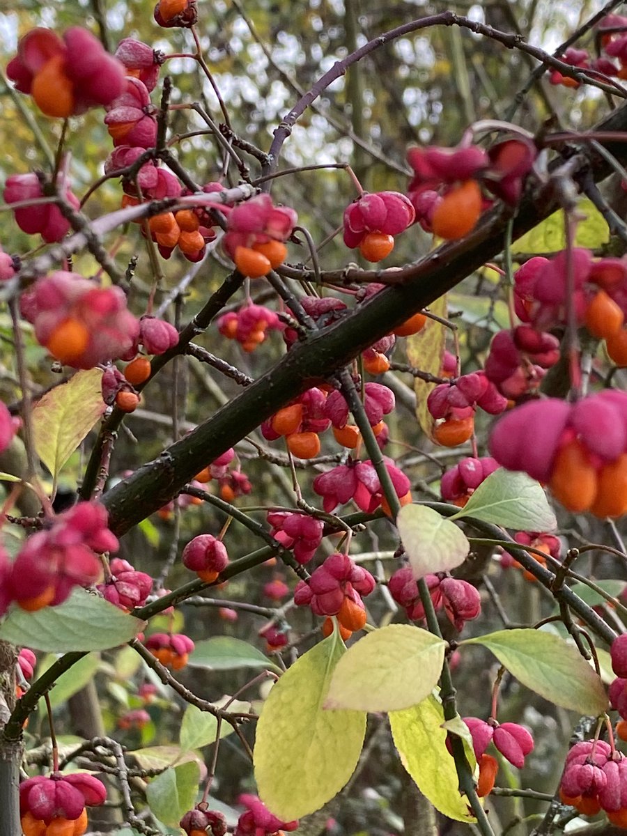 RidsdaleAndrea's tweet photo. @lovely_plot #gardenadventcalendar I think this is #Euonymous π https://t.co/O0FaG7Kyyj