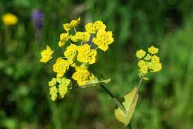 50Plushealths's tweet photo. The Diseases of Central Nervous system(#CNS): #TCM Herbal #ChaiHu (#Bupleurum) in treatments of #Dementia Caused by Spleen Qi Deficiency https://t.co/KOb6vn2ibT https://t.co/VbtoI5ABX9