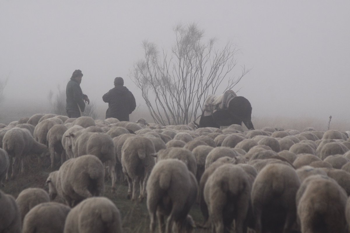 A stunning Spanish photo today from Delia Lacasta,  President of #ecsrhm, reminding us that any book purchase will help a delegate from a LMIC attend next year's International Sheep Veterinary Congress in Seville. Please buy the book at moredun.org.uk/shop/books/the… <a href="/Moreduncomms/">The Moredun Foundation</a>