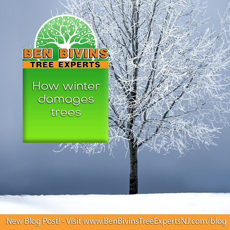 BivinsTree's tweet image. Learn how winter can damage trees in this month&apos;s blog post. Contact us today to schedule a free estimate for tree services in your yard! #treeservices #treeblog #winter #snow #ice #treecompany