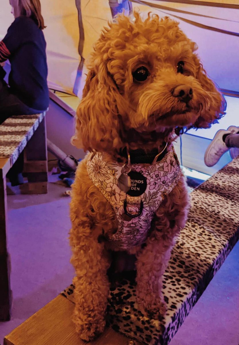 Did you know that we are dog friendly at FROST ? 🐶

Well behaved dogs are welcome, so bring your furry friends along this weekend and paws for a drink with us! 🤪🐾🥂

.
.
.
#frost #frostsalisbury #popupbar #tipi #drinks #craftbeer #realale #salisburyevents #christmassalisbury