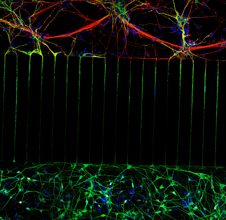 Creatio_UB's tweet photo. Today is #FluorescenceFriday🎊
Immuno #Avantdrug Brain-on-chip🧠(#BoC) platform: 2 populations of neurons interact with each other through functional synaptic connections!

Image: @CleliaIntrona, @asctntraining @MSCActions - @EU_Commission PhD student

#ASCTN #neuroscience #brain https://t.co/pSw2IjErzQ