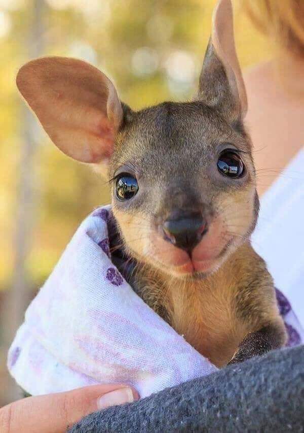 facupistea's tweet photo. estaba buscando algo para bardear a los australianos pero miren este cangurito jajsjsja re lindo 🥺 https://t.co/p9HYUiMMOA