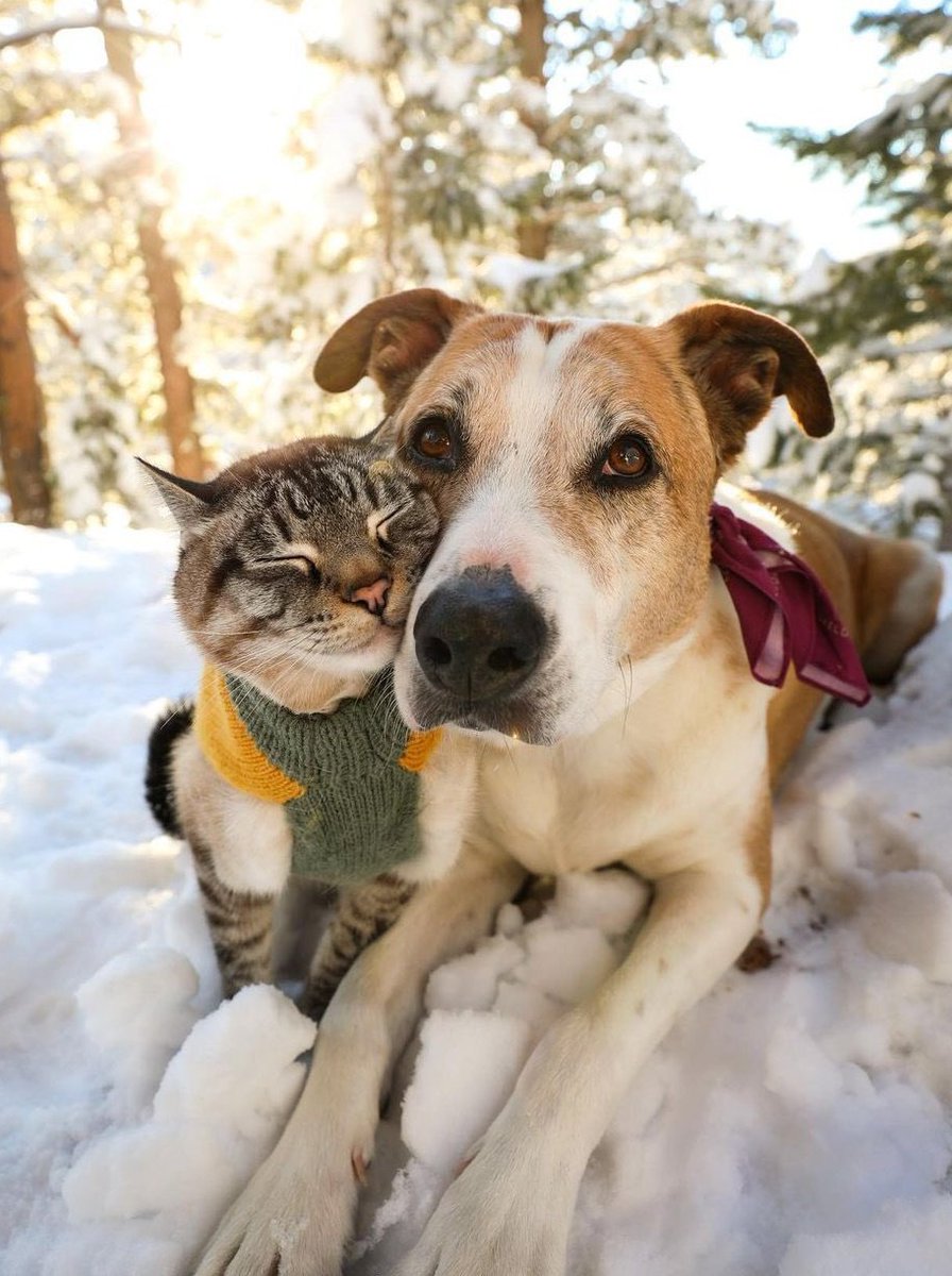 ruben_corella's tweet photo. #friends #friendship #bestfriends #pets #snow #snowishere #WinterIsHere #Winteriscoming #nieve #mascotas #petlover #kitten #dog #DogsOnTwitter #caturday #catlover #CatsOnTwitter #finde https://t.co/YmsdAO0GUz