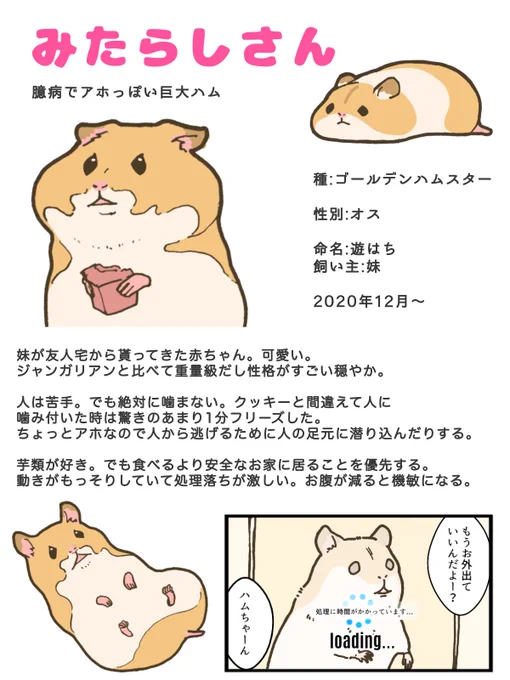本日はみたらしさん2歳の誕生日🥳

すっかりおじいちゃんですが、ご飯もモリモリ食べて体重キープして、1日4～6時間部屋んぽしてと、大変元気に日々を過ごしております。

これからも健康に楽しくハム生を謳歌できるよう、みたさんを全力でサポートしていきます💪 