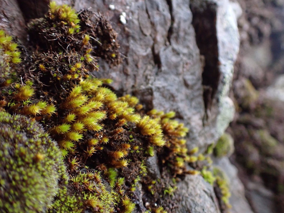 Found myself some Leucodon sciuroides finally.