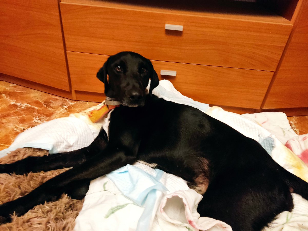 cristinavarro's tweet photo. No suelo hacer estas cosas pero ahora os necesito, os cuento la historia de Panther abajo y dejo aquí los medios para ayudarlo,su operación nos va a costar 1600 euros 
- Realizando donaciones mediante transferencia a nuestra cuenta bancaria ES73 2100 8305 4813 0054 0520
Abro hilo https://t.co/MGYrsps57g
