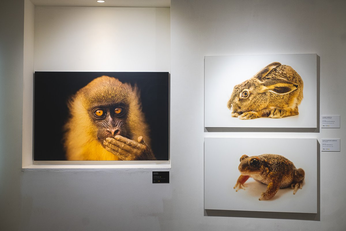 National Geographic tweet media