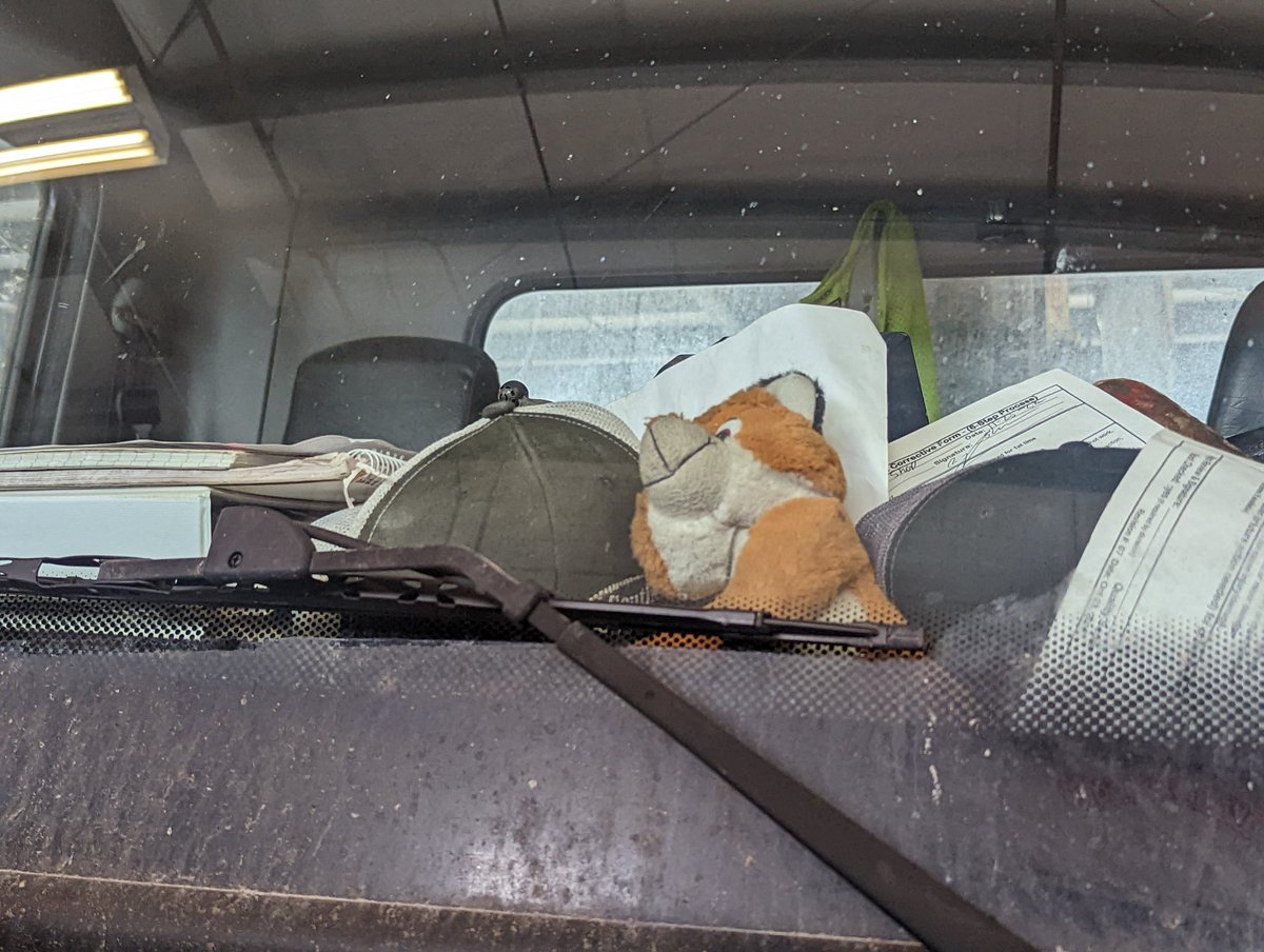 Wild_karrded's tweet image. Little guy got his snoot pressed to the windshield.
#redfox #plush #windshieldtime #