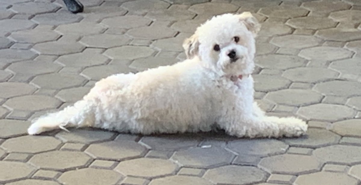 I’ve got a seal body. 💕 🐾 #CocoBeana #DogsOnTwitter #dogsarefamily #Dogs