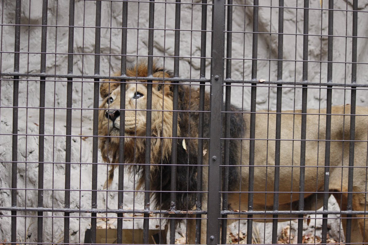 スパイシーなインドライスのレシピ